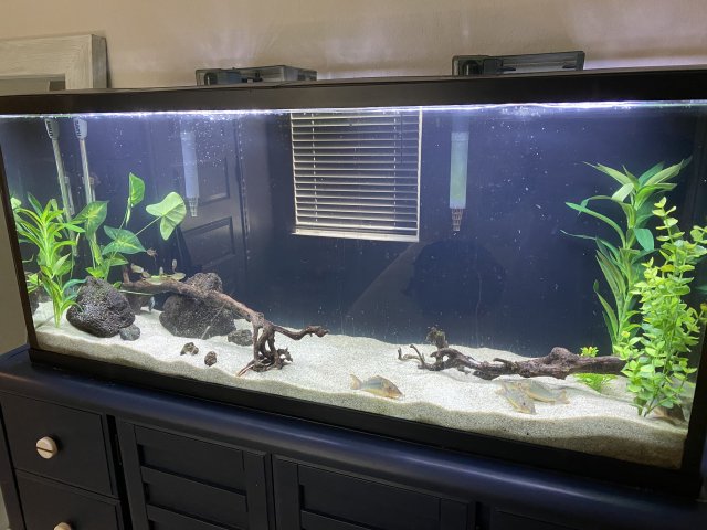 New Tank Setup Full .jpg