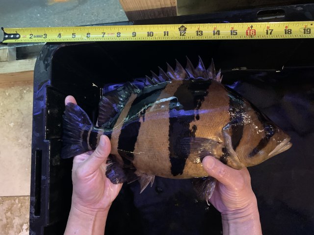 DatnoidThree02.jpg DatnoidThree02.jpg