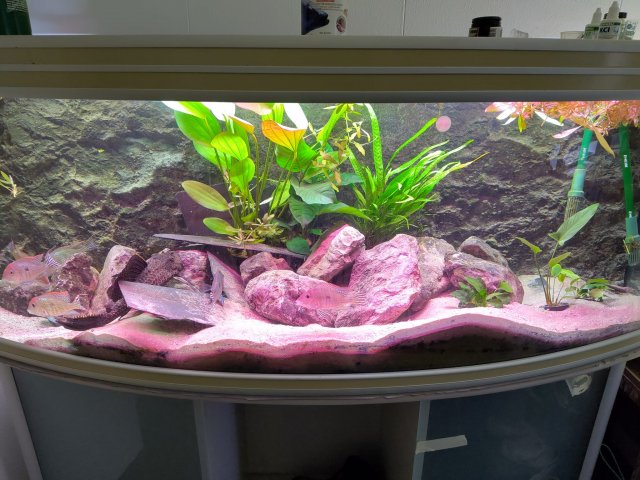 fish.jpeg