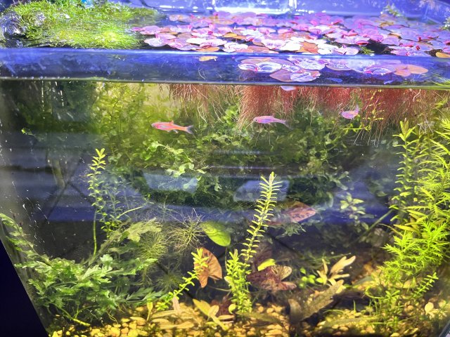 2_gallon_nano_tank.JPG