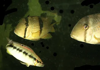 1702749216457.png 1702749216457.png