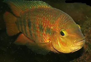 1702753881026.png 1702753881026.png