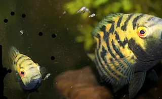 1702754081871.png 1702754081871.png