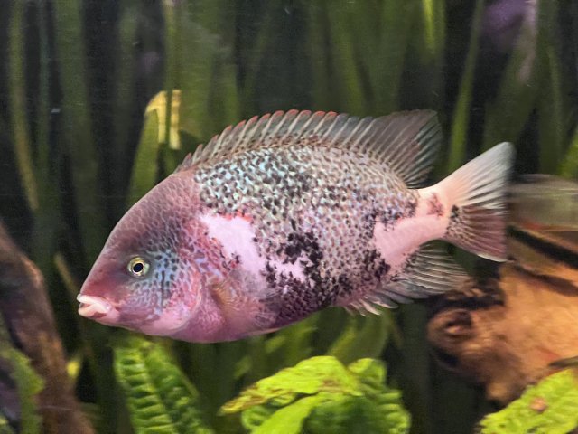 IMG_3891.jpeg IMG_3891.jpeg