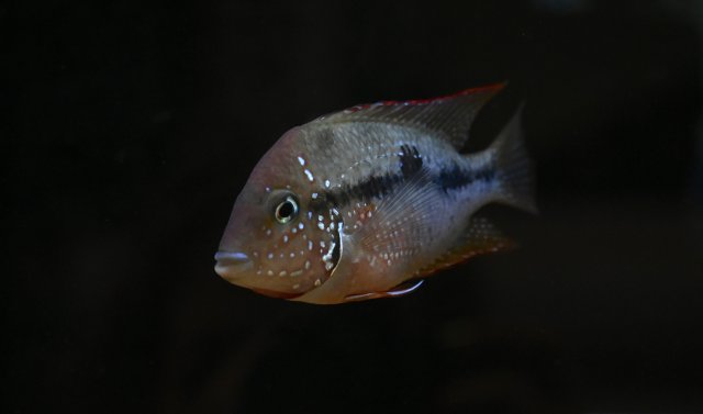 HZ1_8051.jpg