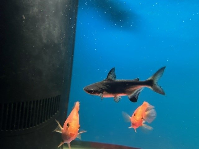 shark1.jpg