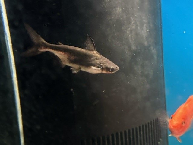 shark2.jpg