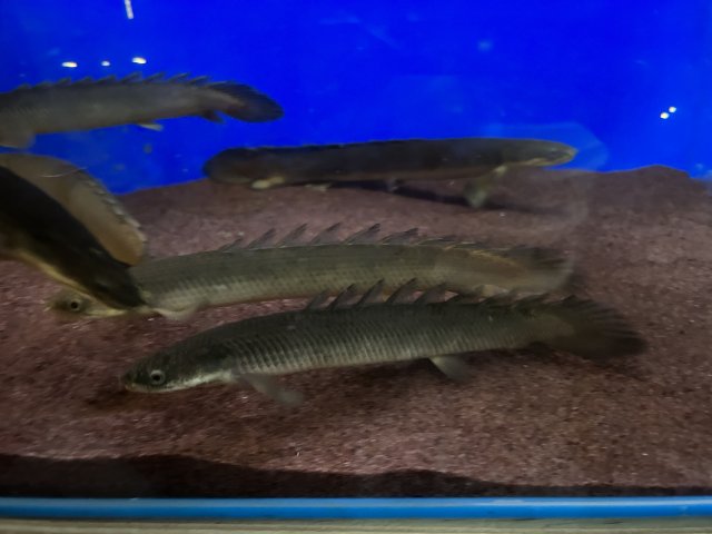 IMG_0649.jpeg