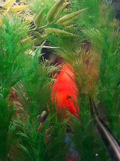 Boss in Moss.jpg