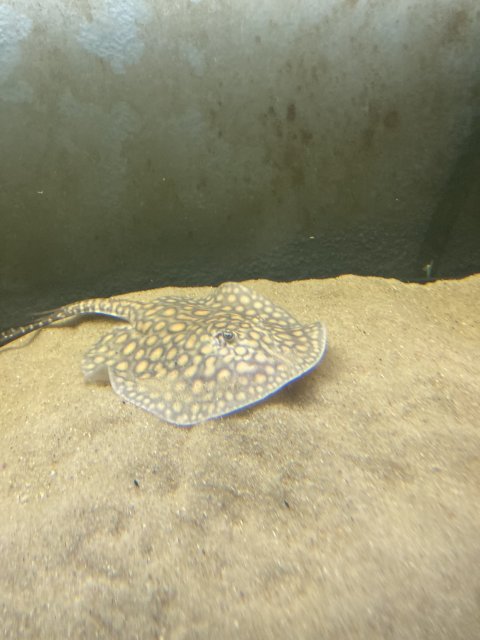 IMG_3551.jpeg