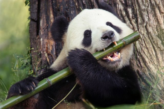 Panda-Bamboo_Panda-Quiz_KIDS_1021.jpg