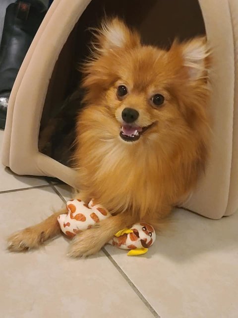 cordy1.jpg
