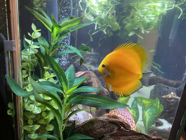 Discus Close Up 2024.jpg