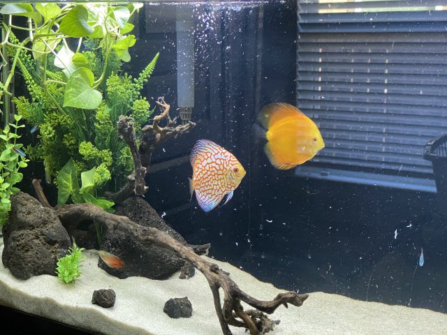 Feeding Discus 2024.jpg