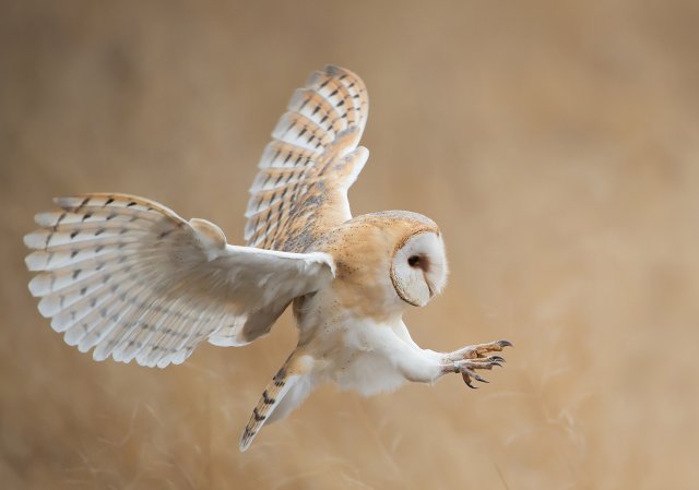 374227486-Species-Barn-owl-in-flight-before-attack-clean-background.jpg