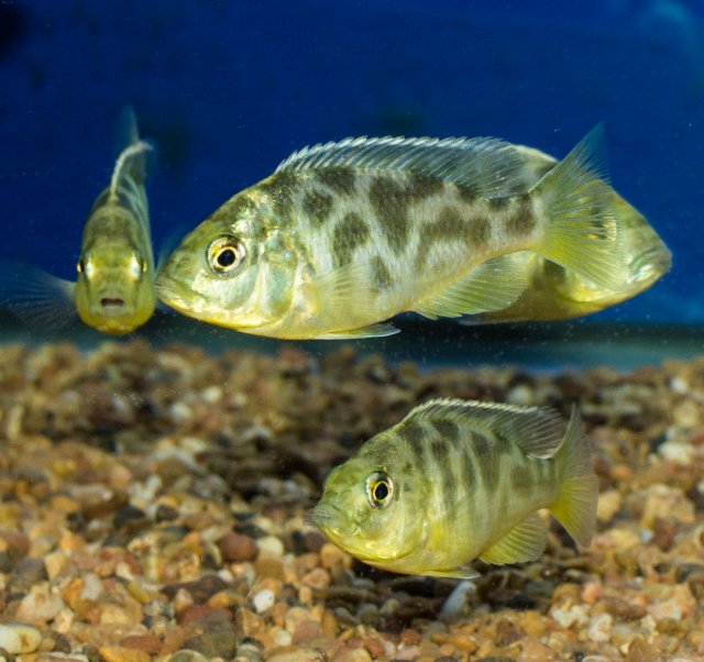 2024-18January-Venustus-01.jpg