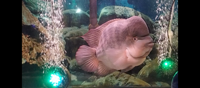 Screenshot_20240118-053834.png Screenshot_20240118-053834.png