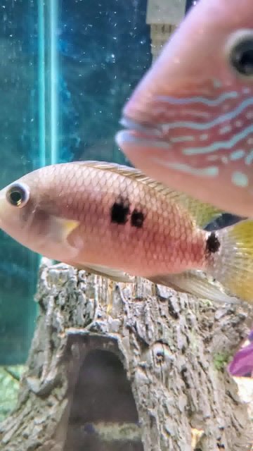 20240117_193422_0046-0~2.jpeg 20240117_193422_0046-0~2.jpeg