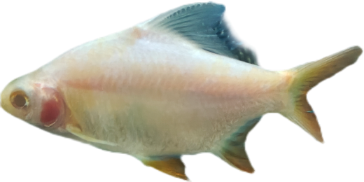 573ce50b0d646890092e93cc6f264326.png