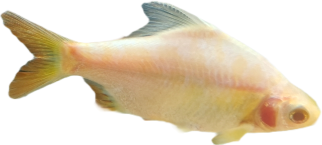 7daba19079be81f3939e887b3f32fc18.png