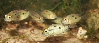 1706359801024.png 1706359801024.png