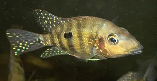 1706360000268.png 1706360000268.png