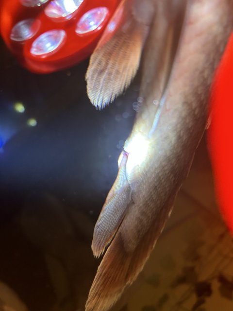 IMG_9249.jpeg IMG_9249.jpeg