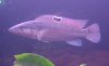 Pike Cichlid.jpg