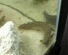 bichir2.jpg bichir2.jpg
