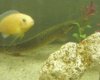 bichir3.jpg bichir3.jpg