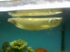 silver arowana.jpg silver arowana.jpg