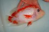 DSC00497.JPG