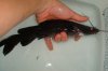 DSC00490.JPG