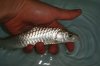 DSC00485.JPG