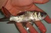 DSC00484.JPG