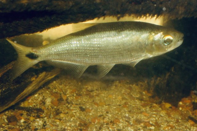 IMG_3115.jpeg IMG_3115.jpeg