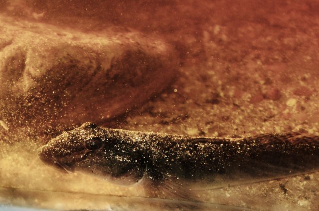 IMG_2111.jpeg IMG_2111.jpeg