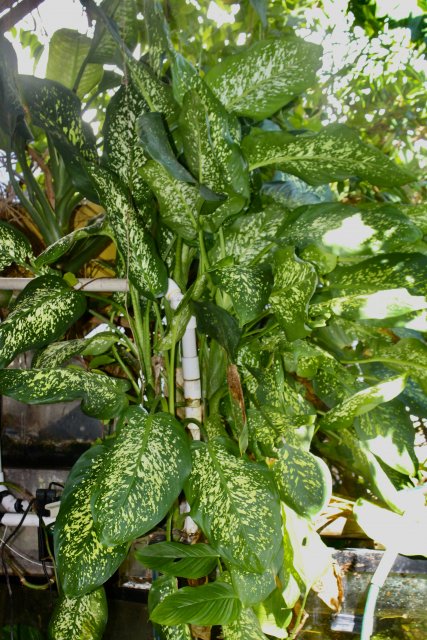 IMG_2918.jpeg IMG_2918.jpeg