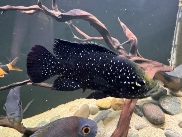 IMG_8006.jpeg IMG_8006.jpeg