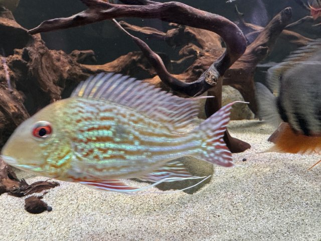 IMG_7995.jpeg IMG_7995.jpeg