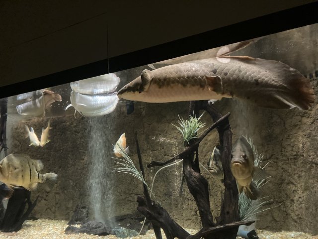 IMG_4618.jpeg