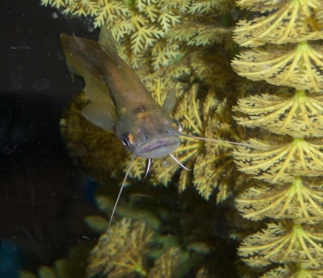 Ompok 3.JPG