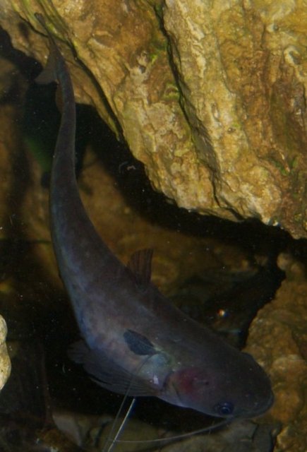 Ompok 5.JPG
