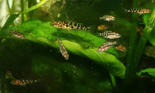 1707824589522.png 1707824589522.png