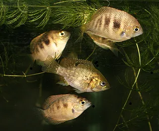 1707824977553.png 1707824977553.png