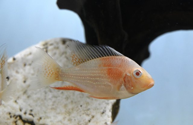 HZ1_9091.jpg