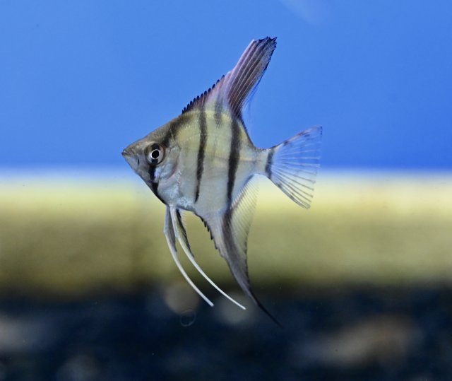 HZ1_9017.jpg
