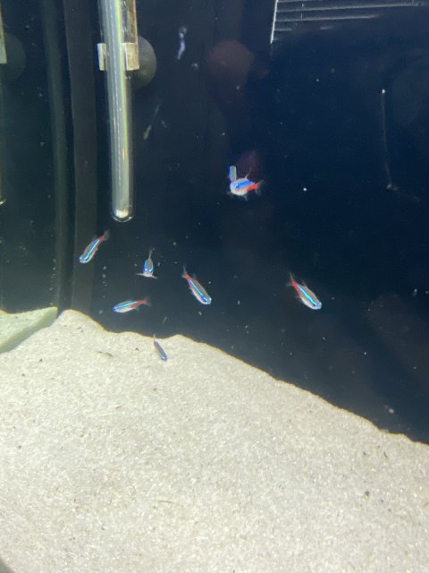 My Neon Tetras.jpg My Neon Tetras.jpg