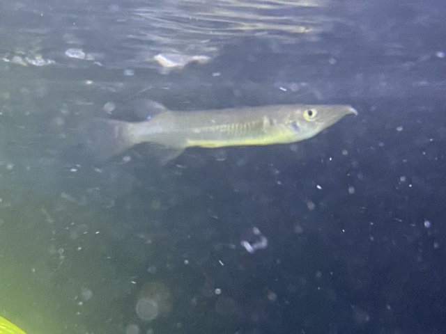 Celebes Halfbeak.jpg Celebes Halfbeak.jpg