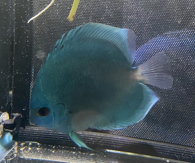 Blue D Discus 2.jpg